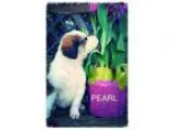 Adopt Pearl a Australian Shepherd