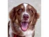 Dog Sitting In Our Home -Pampered Pooches Pet Services