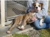 Adopt Onyx a Boxer