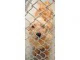 Adopt Brandon a RedGoldenOrangeCh estnut Cairn Terrier  Norfolk 