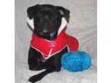 Adopt Kira a Jack Russell Terrier Jack Russell Terrier (Parson R