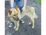 Adopt Abbie a German Shepherd Dog