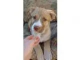 Adopt Jonah a Siberian Husky  Mixed dog in Uxbridge MA (15298903