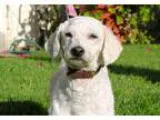 Adopt Milkshake a White Cockapoo  Mixed dog in Los Angeles CA (1