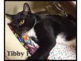 Adopt Tibby a Tuxedo