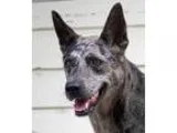 Adopt Kyra a GrayBlueSilverSal t and Pepper Catahoula Leopard Do