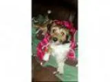 Adopt Buster a Jack Russell Terrier Mixed dog in Royse City TX