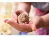 Adopt Henderson a Hamster