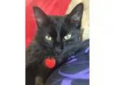 Adopt Church a All Black Domestic Longhair (long coat) cat in Ro