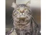 Adopt Fergus a Domestic Longhair  Mixed cat in Escondido CA (152