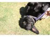 Adopt Dakota a Black Retriever (Unknown Type)  Mixed dog in Medi