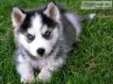 Adopt Shashi a GraySilverSalt and Pepper - with White Pit Bull T