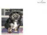 Ina Cute Yorkie Puppy for Sale Queens NY