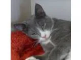 Adopt Quincy a Gray or Blue (Mostly) Domestic Shorthair  Mixed (