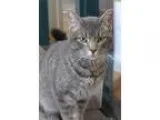 Adopt Ralphie a Gray or Blue (Mostly) Domestic Shorthair  Mixed 