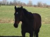 Thoroughbred for sale