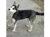 Adopt PANDORA a Siberian Husky