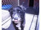 Adopt Kate a Black - with Gray or Silver Australian Shepherd  Gl