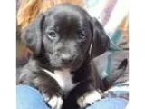 Adopt Angus (4 lb) a Black - with White Dachshund  Terrier (Unkn