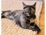 Adopt Jewel a Tortoiseshell Domestic Shorthair (short coat) cat 
