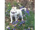 Adopt River a Australian Shepherd Husky