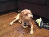 Adopt Angel a RedGoldenOrangeCh estnut Poodle (Miniature)  Mixed