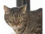 Adopt Spike a Domestic Short Hair Tabby