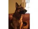 Adopt Gunner a German Shepherd Dog