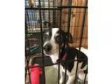 Adopt BABY a White - with Black Rat Terrier  Mixed dog in Sonora