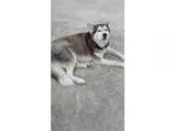 Adopt Sven a Black - with White Husky  Mixed dog in New Smyrna B