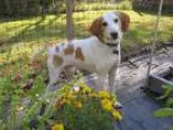 Adopt Rory a White - with Tan Yellow or Fawn Hound (Unknown Type