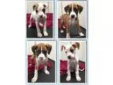 Adopt Boxer Puppies (Sherburne NY) a Boxer