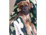 Belgian Malinois puppies for sale