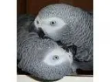 Kehdfhu African grey parrots for sale