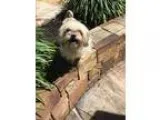 Adopt Madonna a Tricolor (TanBrown and Black and White) Shih Tzu
