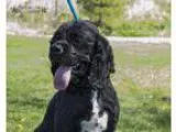 Adopt Midnight a Cocker Spaniel