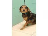 Adopt Solar a Hound