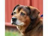 Adopt Harley a Chow Chow Labrador Retriever