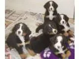 Adorable Labradoodles for Sale