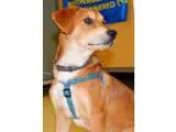 Adopt Konga a Domestic Short Hair