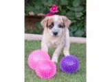 Adopt marti a RedGoldenOrangeCh estnut - with White Australian C