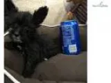 Schnauzer Shih Tzu