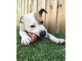 Adopt Miguel--I m a Dog Friendly Adoption Center Dog a Pit Bull 