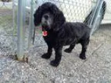 Adopt Molly 6yr a Black Cocker Spaniel  Mixed dog in Mentor OH (