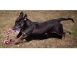 Adopt Donovan a Corgi