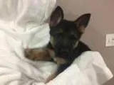 Adopt Gabby - Available soon a German Shepherd Dog