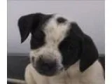 Adopt Winnie a Australian Cattle Dog (Blue Heeler)
