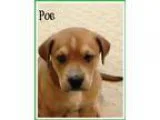 Adopt Poe a TanYellowFawn Hound (Unknown Type)  Shepherd (Unknow