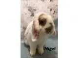 Adopt Nigel a White Mini Lop  Mixed (short coat) rabbit in Aubur