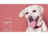 Adopt Thurston a Yellow Labrador Retriever